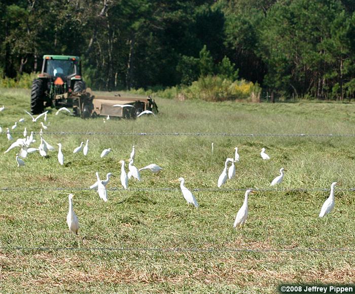 Cattle Egret (Bubulcus ibis)