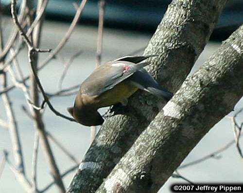 Cedar Waxwing (Bombycilla cedrorum)