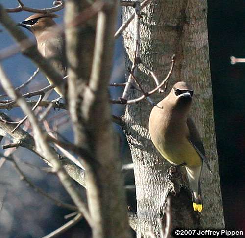 Cedar Waxwing (Bombycilla cedrorum)