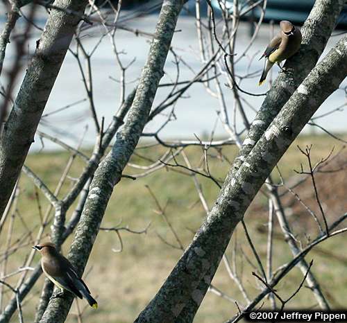 Cedar Waxwing (Bombycilla cedrorum)