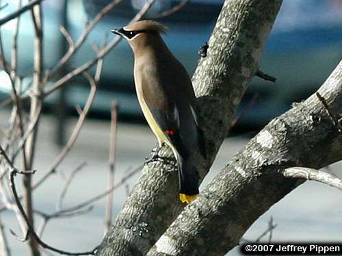 Cedar Waxwing (Bombycilla cedrorum)