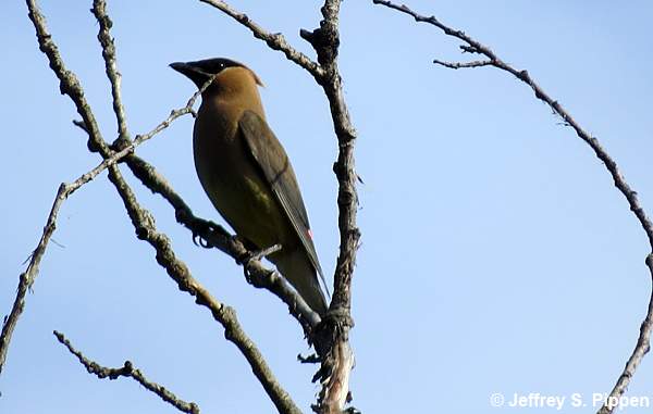 Cedar Waxwing (Bombycilla cedrorum)
