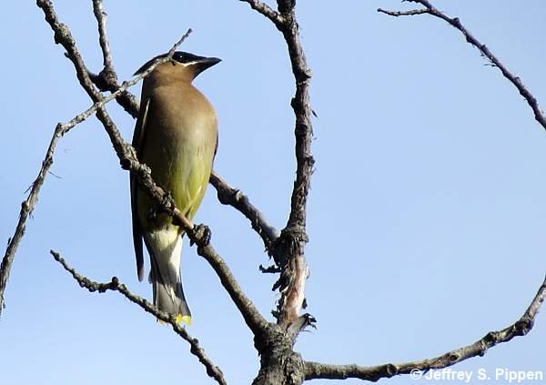 Cedar Waxwing (Bombycilla cedrorum)