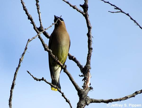 Cedar Waxwing (Bombycilla cedrorum)