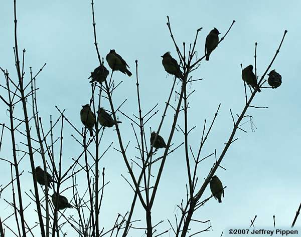 Cedar Waxwing (Bombycilla cedrorum)