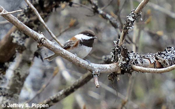 Chestnut-backed Chickadee (Poecile rufescens)