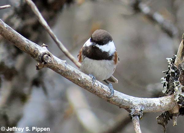 Chestnut-backed Chickadee (Poecile rufescens)
