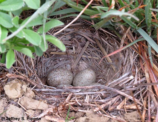 Chestnut-collared Longspur (Calcarius ornatus) nest