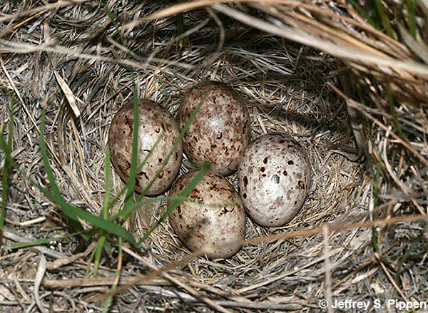 Chestnut-collared Longspur (Calcarius ornatus)