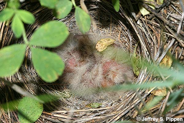 Chestnut-collared Longspur (Calcarius ornatus)
