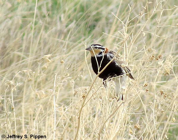 Chestnut-collared Longspur (Calcarius ornatus)