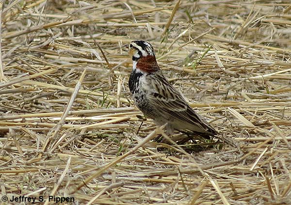 Chestnut-collared Longspur (Calcarius ornatus)