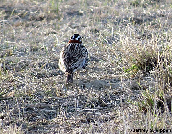 Chestnut-collared Longspur (Calcarius ornatus)