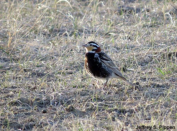 Chestnut-collared Longspur (Calcarius ornatus)