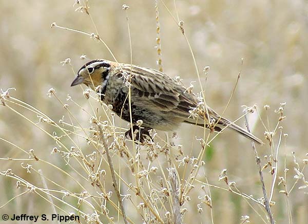 Chestnut-collared Longspur (Calcarius ornatus)