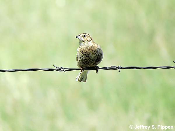 Chestnut-collared Longspur (Calcarius ornatus)