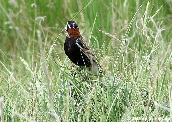 Chestnut-collared Longspur (Calcarius ornatus)