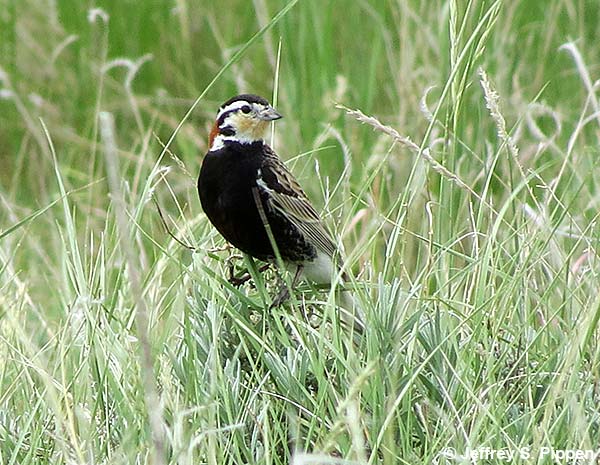 Chestnut-collared Longspur (Calcarius ornatus)