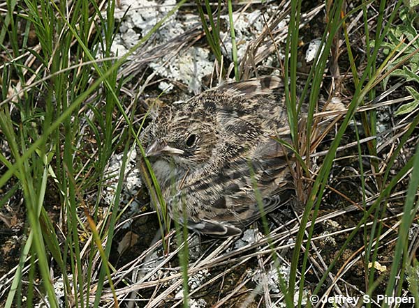 Chestnut-collared Longspur (Calcarius ornatus)