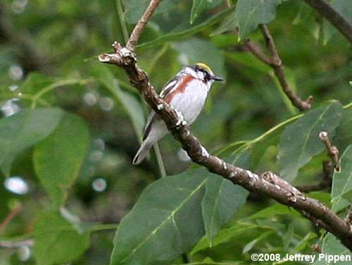 Chestnut-sided Warbler (Dendroica pensylvanica)
