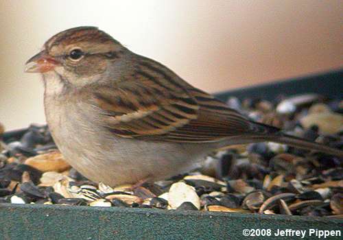 Chipping Sparrow (Spizella passerina)