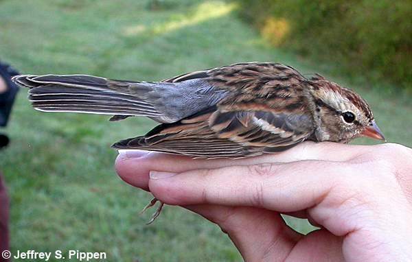 Chipping Sparrow (Spizella passerina)