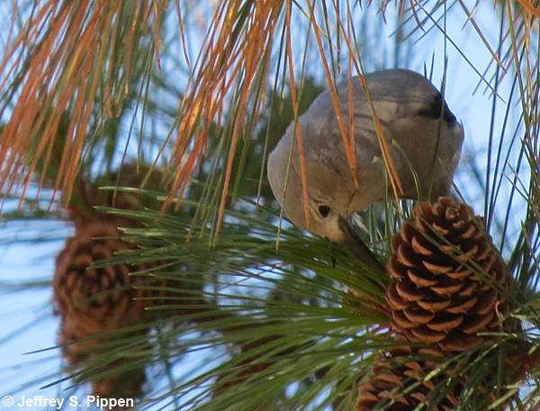 Clark's Nutcracker (Nucifraga columbiana)