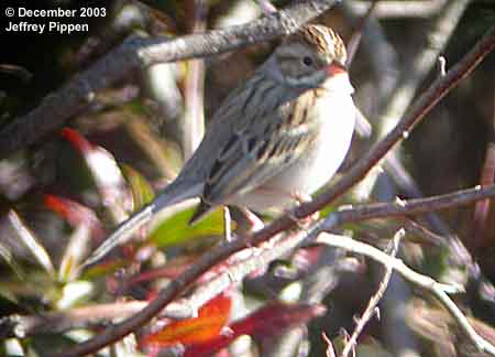 Clay-colored Sparrow (Spizella pallida)