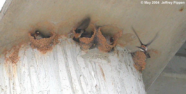 Cliff Swallow Nests (Petrochelidon pyrrhonota)