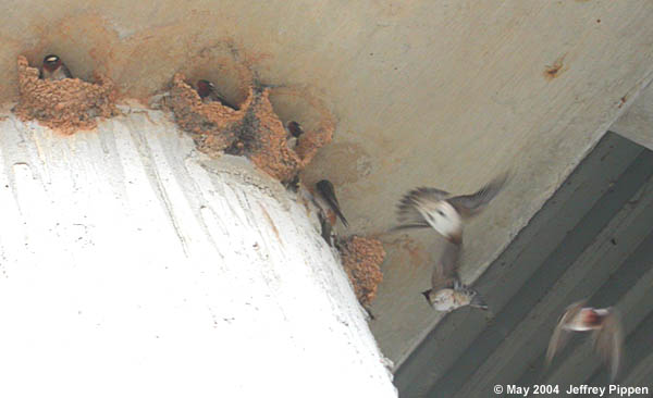 Cliff Swallow Nests (Petrochelidon pyrrhonota)