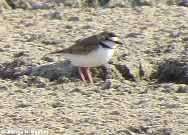 Collared Plover (Charadrius collaris)