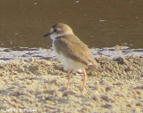 Collared Plover (Charadrius collaris)