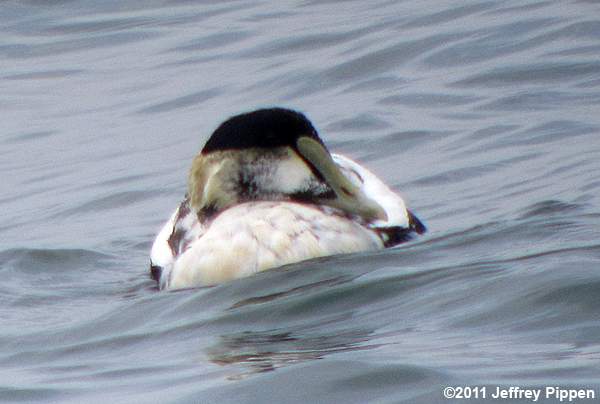 Common Eider (Somateria mollissima)