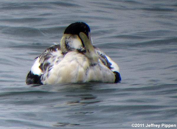 Common Eider (Somateria mollissima)