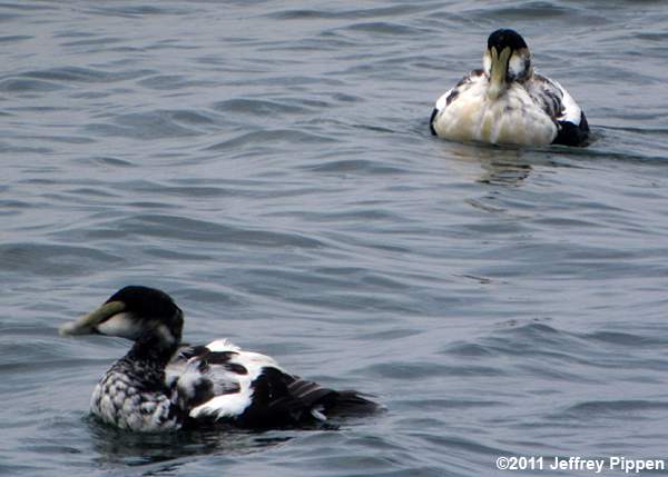 Common Eider (Somateria mollissima)