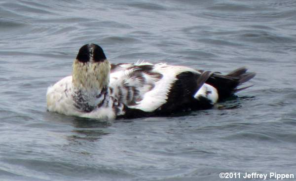 Common Eider (Somateria mollissima)