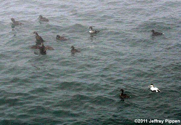 Common Eider (Somateria mollissima)