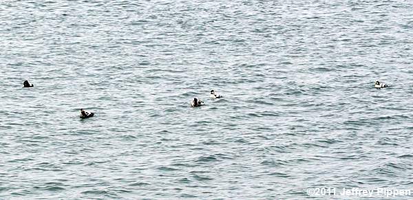Common Eider (Somateria mollissima)