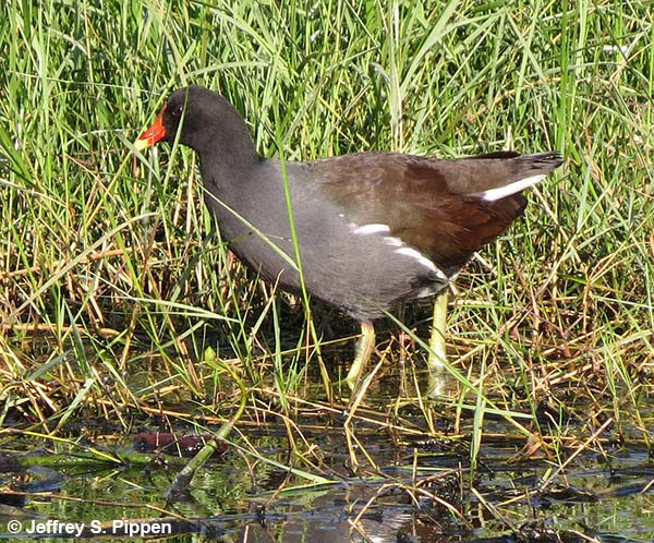 Common Gallinule (Gallinula chloropus)