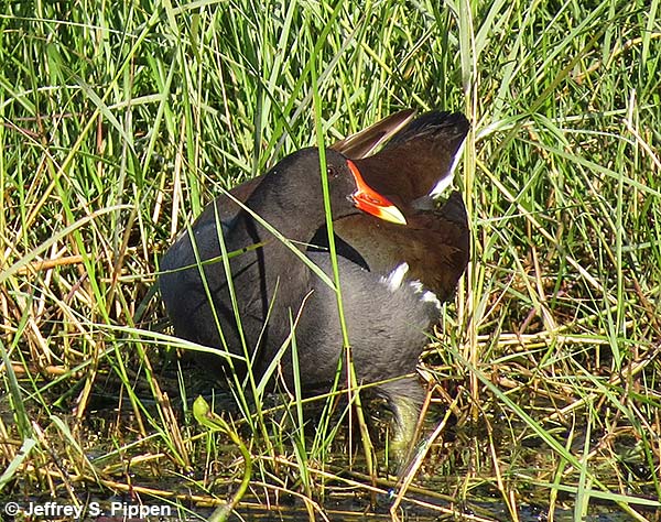 Common Gallinule (Gallinula chloropus)