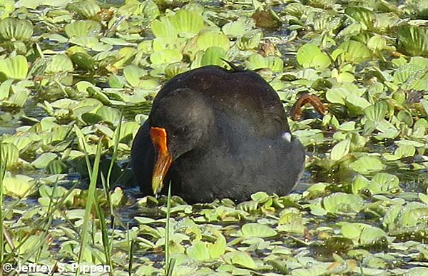 Common Gallinule (Gallinula chloropus)