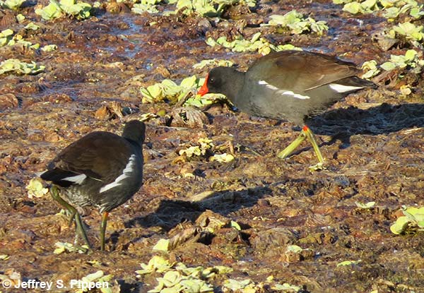 Common Gallinule (Gallinula chloropus)