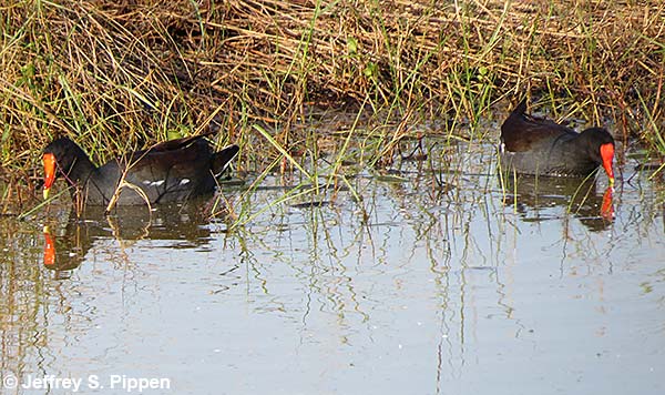 Common Gallinule (Gallinula chloropus)