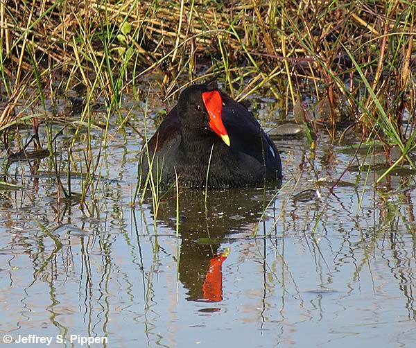 Common Gallinule (Gallinula chloropus)