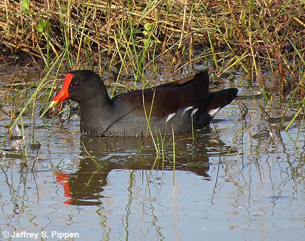 Common Gallinule (Gallinula chloropus)