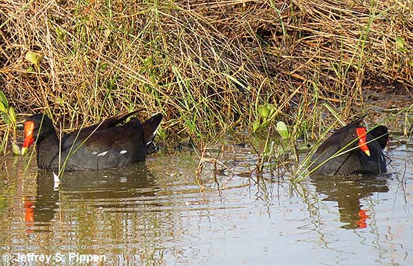 Common Gallinule (Gallinula chloropus)