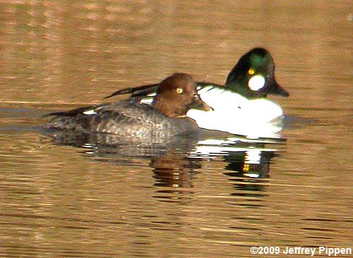Common Goldeneye (Bucephala clangula)