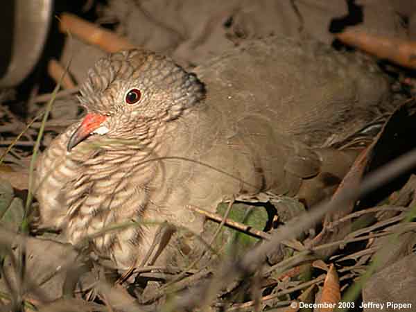 Common Ground-Dove (Columbina passerina)