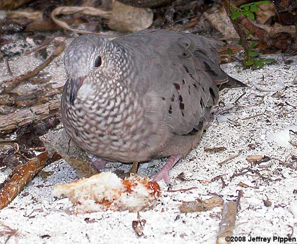 Common Ground-Dove (Columbina passerina)