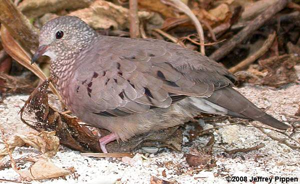 Common Ground-Dove (Columbina passerina)